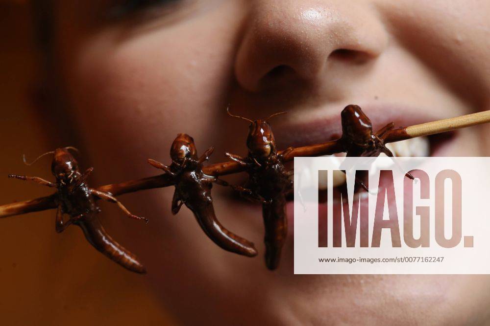 Halle Saale Lokales Sachsen Anhalt Espidas Mexikanischer Restaurant serviert vom 16.1.-8.2.2017 Insekten Dias de Insectos Nachtisch Vanille Eis mit Schokosoße Mehlwürmer mit Zucker und Zimt und Heuschrecken geröstet mit Schokolade überzogen (7,90) Kellnerin Lea Bartlau