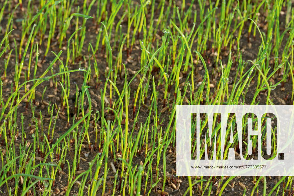 Close-up of a young lawn Close-up of germinating grass seeds