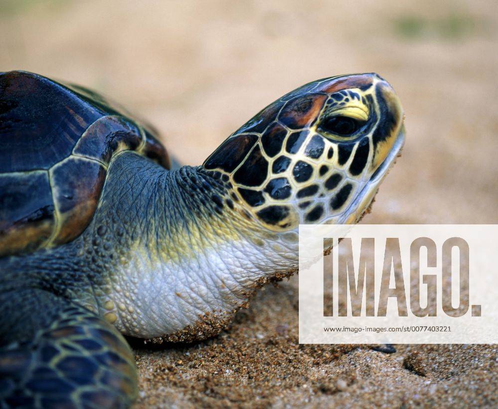 Die Gruene Meeresschildkroete, auch Suppenschildkroete, ein schneller und ausdauernder Schwimmer, legt als Einzelgaenger jaehrlich bis zu 4000 km in den Weltmeeren zurueck, besucht aber zur Brutzeit stets die gleichen Straende zur Eiablage, vor allem dort wird sie fuer Wilderer zur leichten Beute, steht jedoch weltweit unter strengem Artenschutz Suppenschildkroete