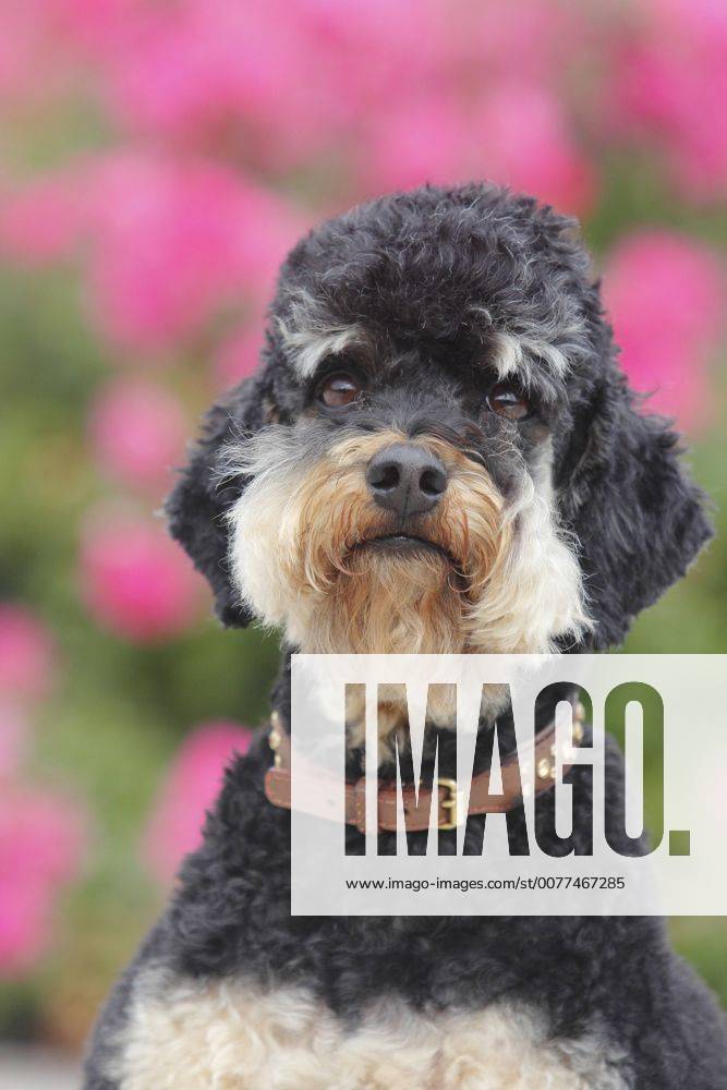 Pudel, Caniche (Canis lupus f. familiaris), 5 Jahre alte Huendin, Portraet, Deutschland Poodle (Canis lupus f. familiaris), five years old she-dog, portrait, Germany BLWS447024