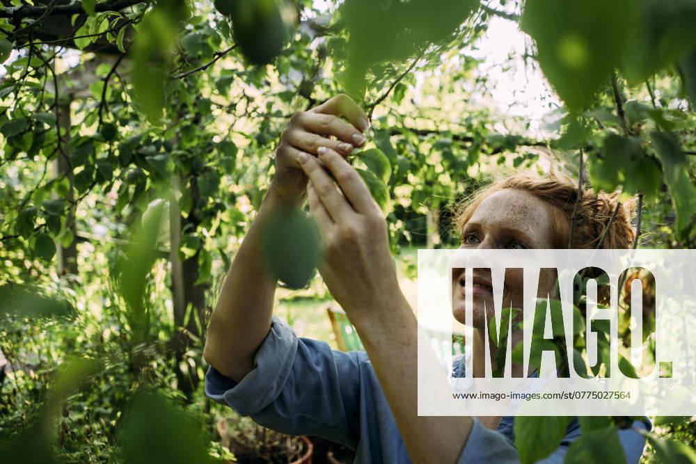 IMAGO Creative, Jahreszeit Sommer, Food, Pflaume Smiling woman picking fruit from tree in back yard model released, Symbolfoto property released, JOSEF26345