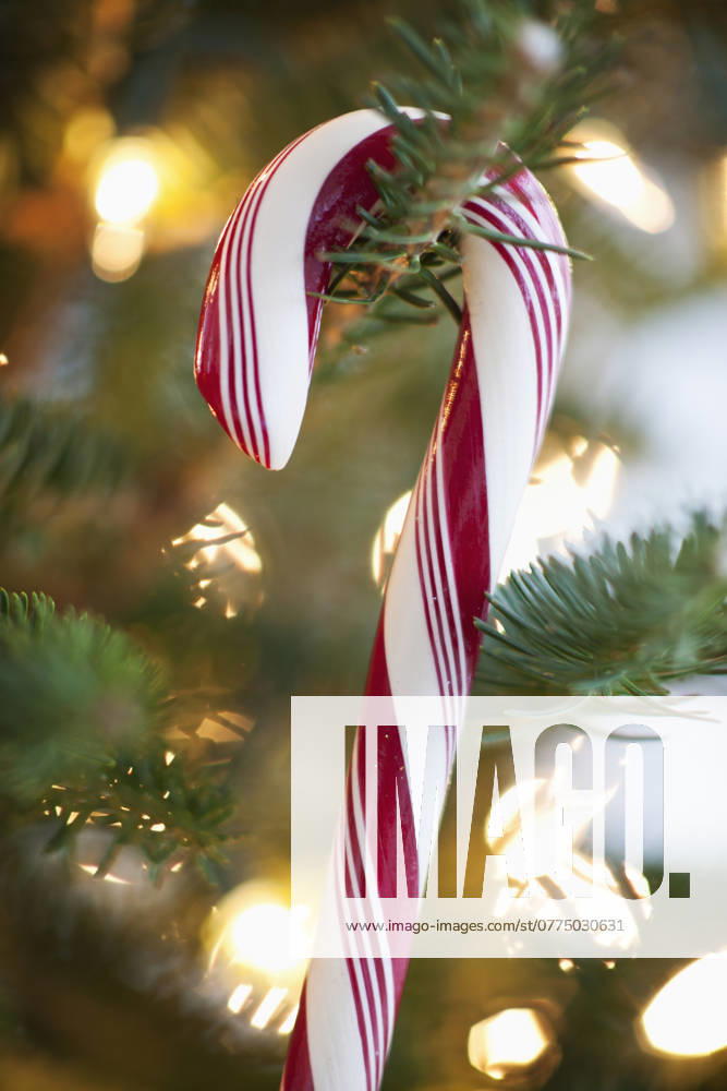 Close-up of candy cane hanging on christmas tree, studio shot , 03.03.2011, TTBB_ti0146221.jpg, Candy Cane, Christmas Tree, Candy, Vertical, Close-Up, No People, Hanging, Sweet Food, Illuminated, Christmas, Celebration, Christmas Decoration, Single Object, Food And Drink, Studio Shot