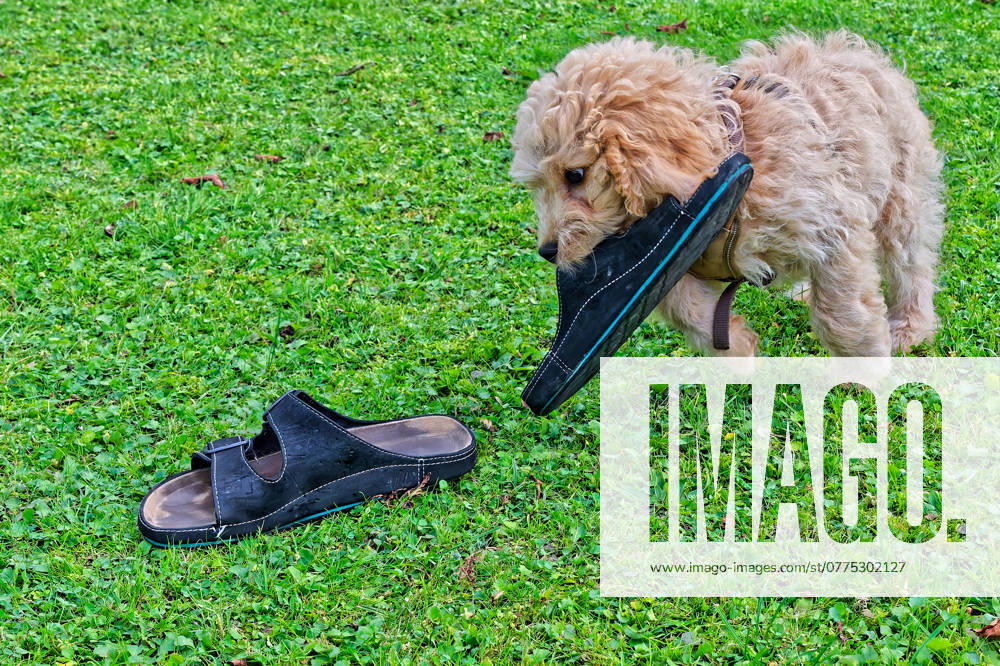 The shoe thief The young Cockapoo puppy has once again taken great pleasure in stealing his masters slippers Siegsdorf Bavaria Germany