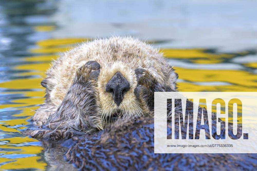 Ein Seeotter (Enhydra lutris) hält seine Pfoten ans Gesicht im Wasser mit gelben Reflexionen, Seward, Alaska, USA, Nordamerika A sea otter (Enhydra lutris) holds its paws to its face in water with yellow reflections, Seward, Alaska, USA, North America