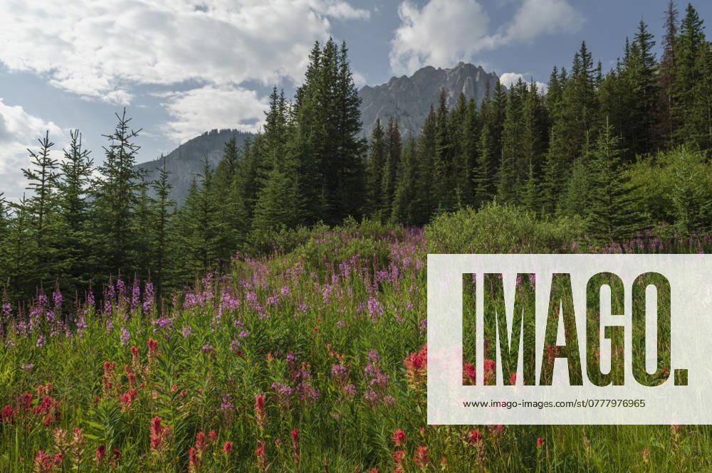 Wildflowers in an alpine meadow, Alpine Paintbrush, Fireweed, Canadian Rockies, Alberta, Canada, North America