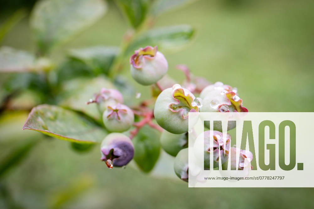 Close-up of blueberries starting to ripen on the branch of a bush.