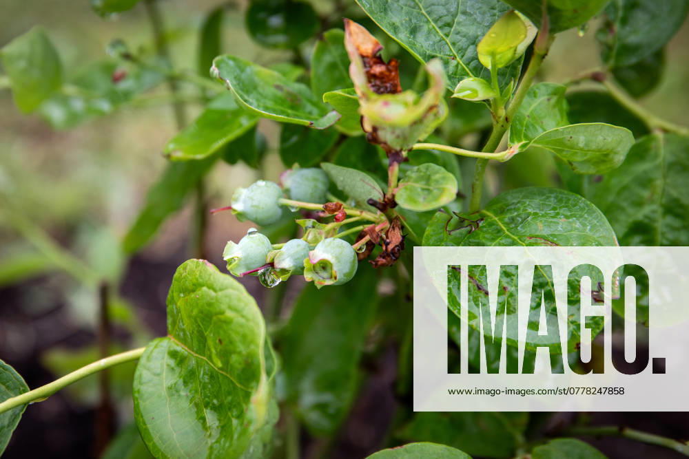 Unripe blueberries on the branch of a bush, splashed with rain drops.