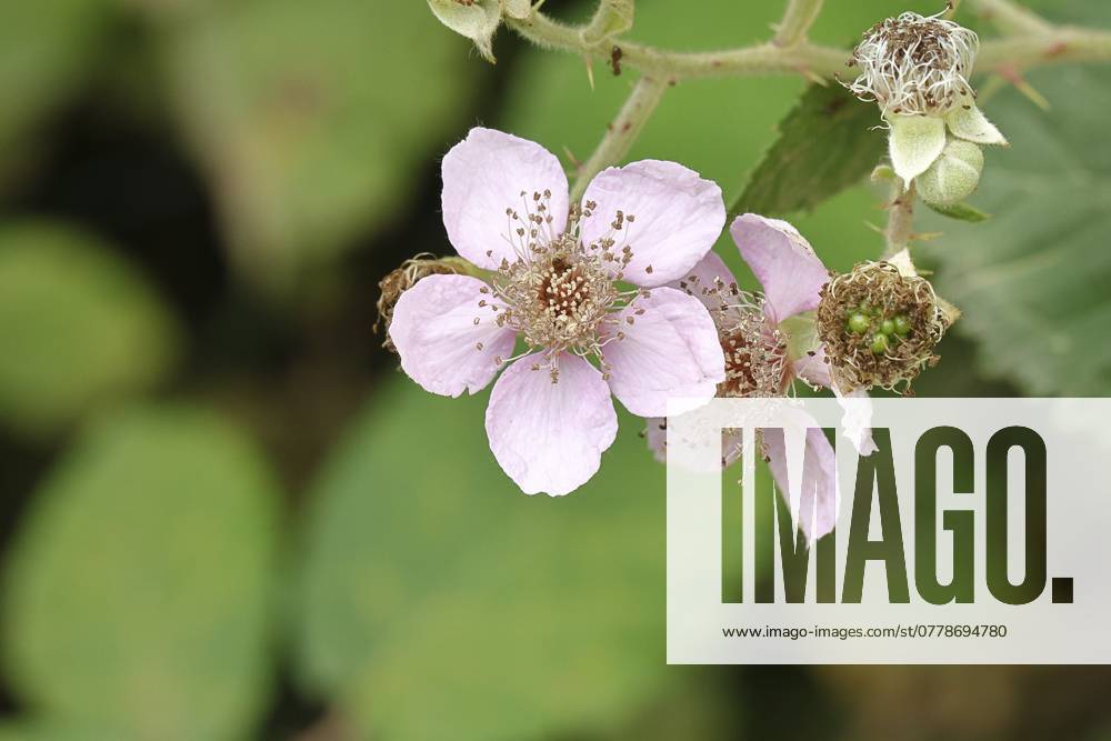 Brombeeren (Rubus sectio Rubus), Blüte am Strauch, Nahaufnahme, Wilnsdorf, Nordrhein-Westfalen, Deutschland, Europa Blackberries (Rubus sectio Rubus), blossom on the bush, close-up, Wilnsdorf, North Rhine-Westphalia, Germany, Europe