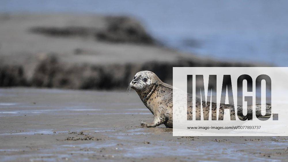 (170321) -- PANJIN, March 21, 2017 -- A spotted seal rests on the coastal mudflat of the Liaodong Bay in Jinzhou, northeast China s Liaoning Province, March 21, 2017. Some 300 spotted seals rested here and will head back to the Pacific regions in late May. ) (lb) CHINA-LIAONING-LIAODONG BAY-SPOTTED SEALS (CN) PanxYulong