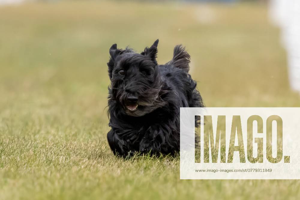 Black Scottish Terrier Running Lure Course Sprint Dog Sport Grand Forks, North Dakota, United States R_DMQG241111D8C8-1574023-01
