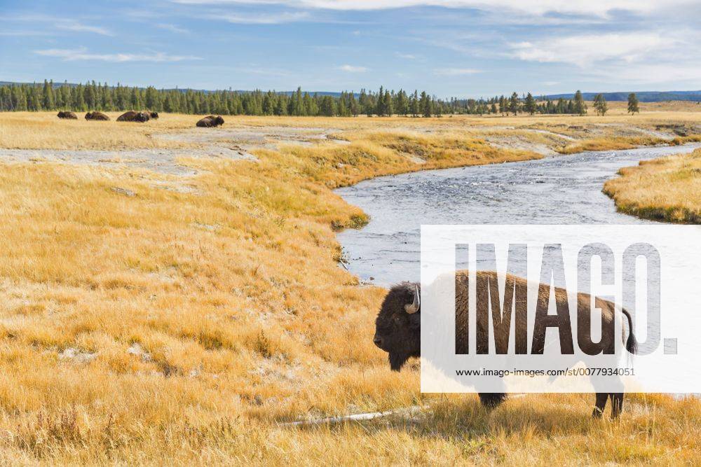 USA, Wyoming, Yellowstone National Park, American Bison at Firehole River FOF08929