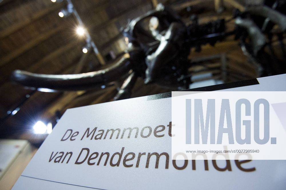 Illustration picture taken during the inauguration of the skeleton of a mammoth, Wednesday 29 March 2017 in Dendermonde. JASPERxJACOBS 05074236