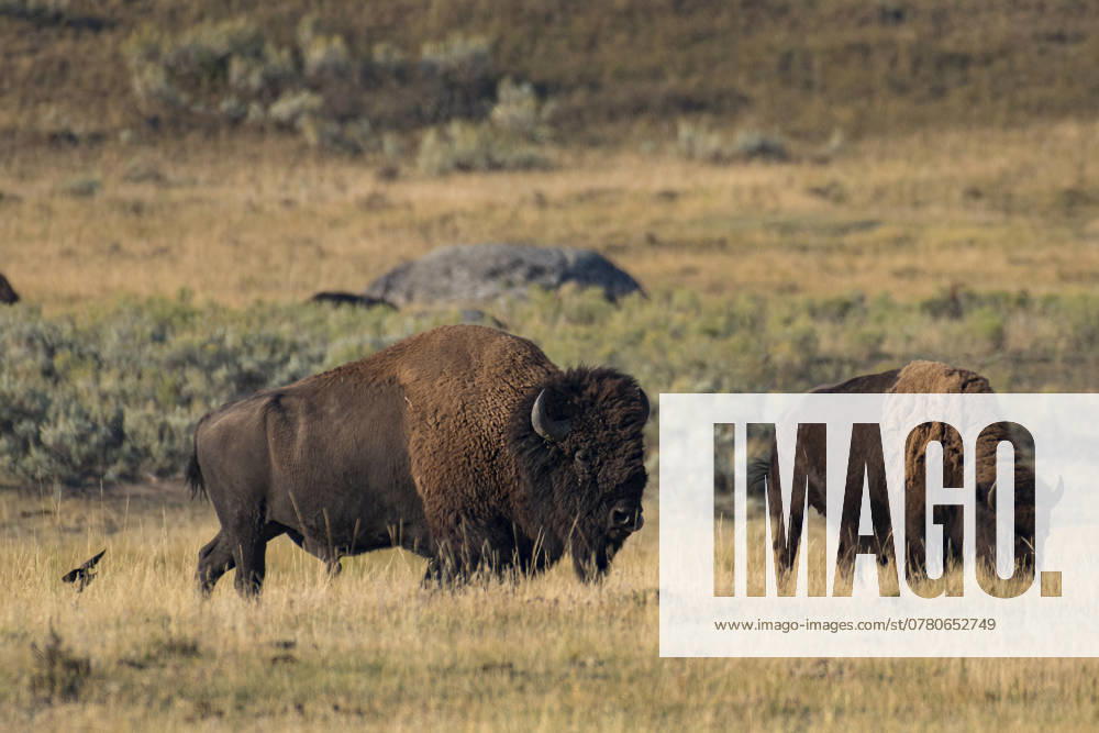 USA, Rocky Mountains, Wyoming, Yellowstone, National Park, UNESCO, World Heritage, Bison stampede in Hayden valley