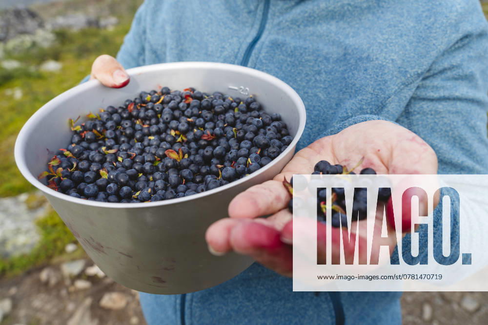 Woman showing bilberries at Kungsleden hiking trail model released, Symbolfoto, IHF02133