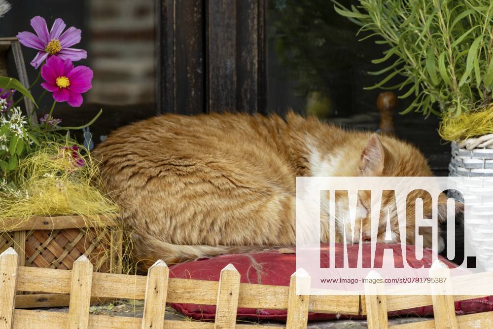 Schlafende Katze auf einer Fensterbank Sleeping cat on a windowsill
