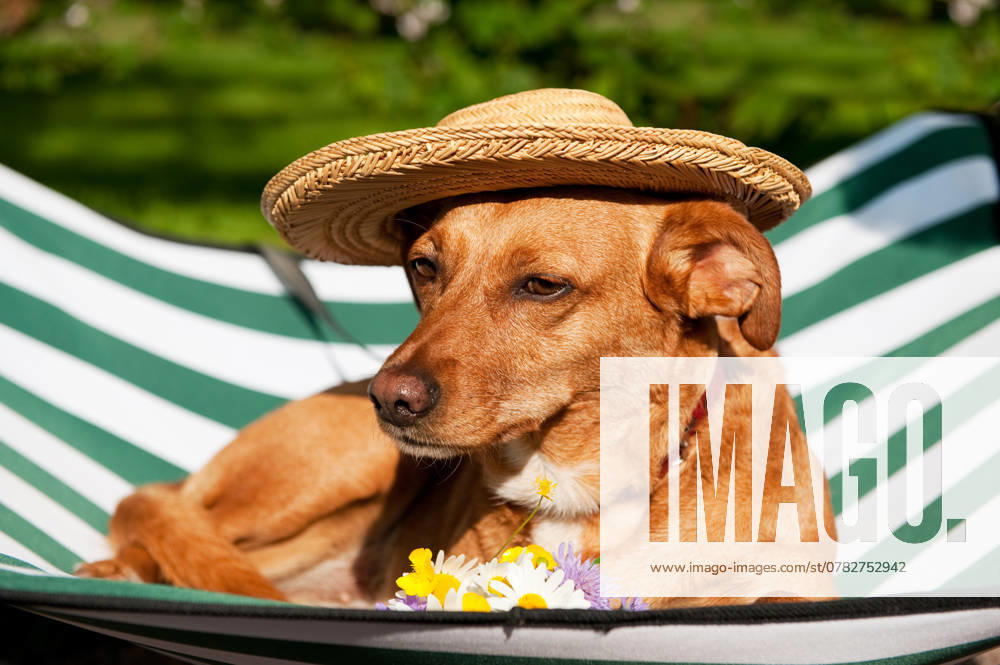 Dog on vacation Dog lazy on it s bed with funny hat and flowers