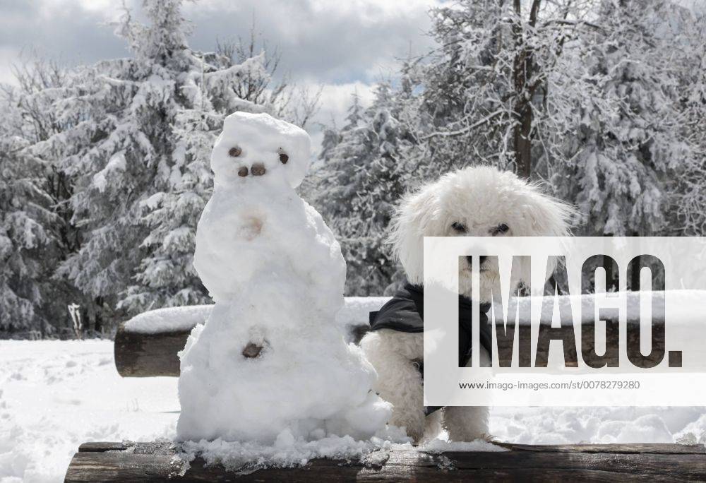 Ein 10 Monate alter Bolonka Franzuska schaut neben einem Schneemann am 20.04.2017 auf dem Schneekopf bei Gehlberg im Thueringer Wald. ( Deutschland Symbolbild Symbolfoto Urlaub Ferien Reise Fruehling Wintereinbruch Reisezeit Ferienzeit Thueringen Wetter Wetterfeature Wetterfeatures Wetterbild Winterwetter Winterfeature Schnee Haustier Haustiere Haustierhaltung Haushund kuschelig Kuschehund Kuschelhunde klein kleine Hund Hunde Hundehaltung Hundeleben anti-Allegie-Hund Allergie anti-Allergie fuer fuer Allergiker allergiegeeignet Allergiehund Allergiehunde Tierwelt Tierreich Tierportraet Tierportrait dog dogs purebred pet pets pedigree bred Rasse Rassehund Rassehunde Hunderassen Hunderasse reinrassig Tierkind Tierbaby Welpe Welpen reinrassige Bologneser Franzuskaya Bolonka Bichon Frise weisses Haar Haare nicht haarend haarende weiss Schosshund Schosshunde Schosshuendchen Familienhund Fa