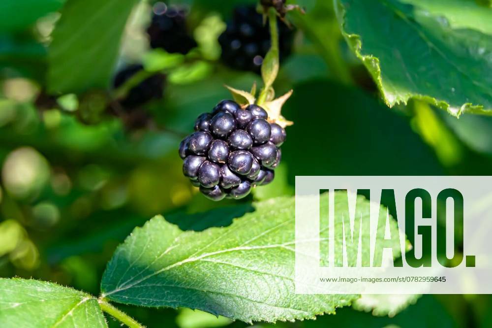 Photography on theme beautiful berry branch blackberry bush, Photography on theme beautiful berry branch blackberry bush with natural leaves under clean sky, photo consisting of berry branch blackberry bush outdoors in rural, floral berry branch blackberry bush, Photography on theme beautiful berry branch blackberry bush with natural leaves under clean sky, photo consisting of berry branch blackberry bush outdoors in rural, floral berry branch blackberry bush, 31.10.2024,