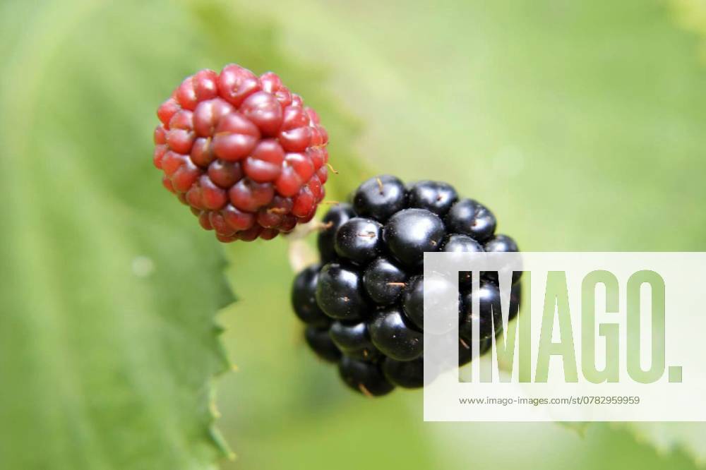 Photography from whole ripe berry black, red blackberry in natur, Photography from whole ripe berry black, red blackberry in nature closeup. Blackberry photo consisting of green leaf, tasty sweet black berry. Eat fresh natural black berry blackberry for good health., Photography from whole ripe berry black, red blackberry in nature closeup. Blackberry photo consisting of green leaf, tasty sweet black berry. Eat fresh natural black berry blackberry for good health., 31.10.2024,