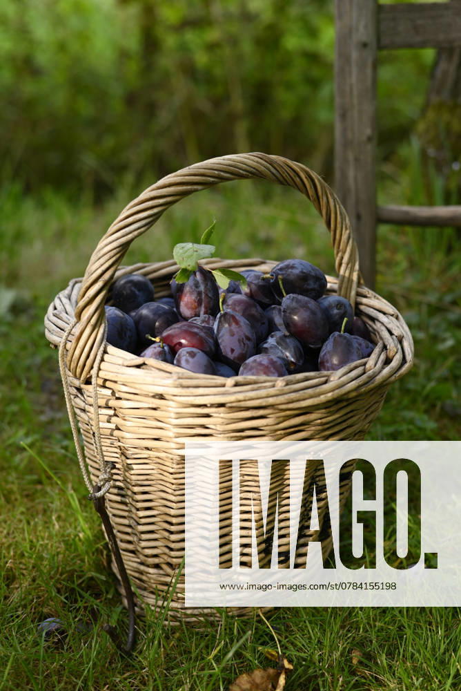 IMAGO Creative, Jahreszeit Sommer, Food, Pflaume Basket of ripe plums in a garden during autumn harvest, Hamburg Hamburg Deutschland Altes Land GISF01136