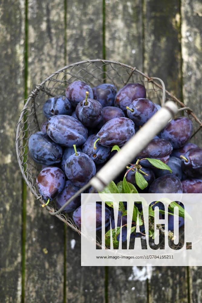 IMAGO Creative, Jahreszeit Sommer, Food, Pflaume Basket of freshly harvested plums from a garden, Hamburg Hamburg Deutschland Altes Land GISF01138