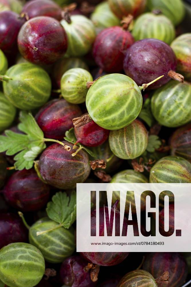 Eine farbenfrohe Kollektion frisch gepflückter Stachelbeeren mit grünen, roten und gestreiften Sorten unterstreicht ihre natürliche Schönheit und Frische auf einem Markt während der Sommersaison A vibrant collection of freshly picked gooseberries showcases green, red, and striped varieties, highlighting their natural beauty and freshness at a market setting during the summer season.