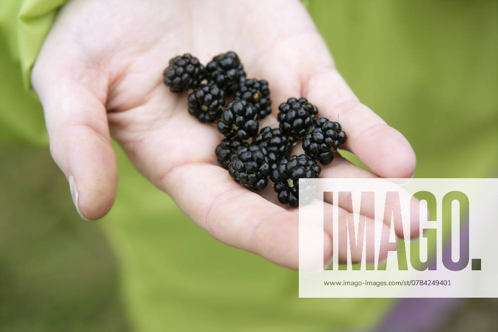 Brombeeren auf der Hand einer Bäuerin im Wald Blackberries on a farmer woman hand in the forest