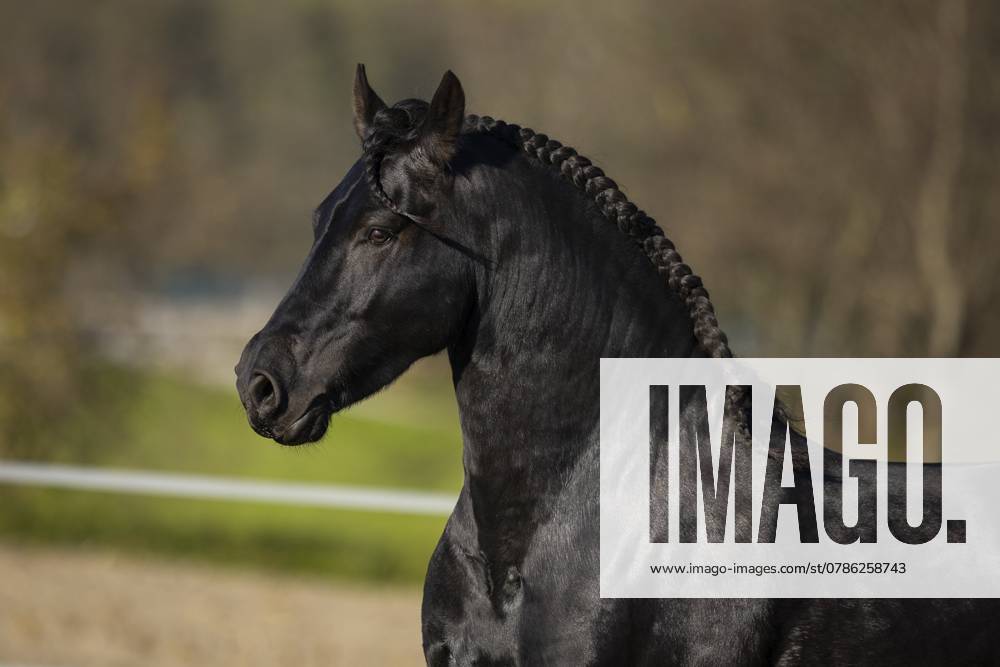 Friese Hengst im Herbst auf der Weide Friesian stallion in the pasture in autumn