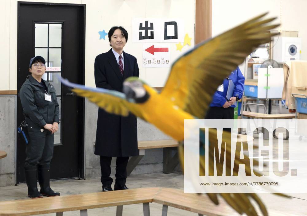 Crown prince visits central Japan zoo Japanese Crown Prince Fumihito (2nd from L) watches a blue-and-yellow macaw flying on a zoo staffer s instruction during a visit to Shizuoka Municipal Nihondaira Zoo in the central Japan city of Shizuoka on Dec. 19, 2024. A14AA0003889986P
