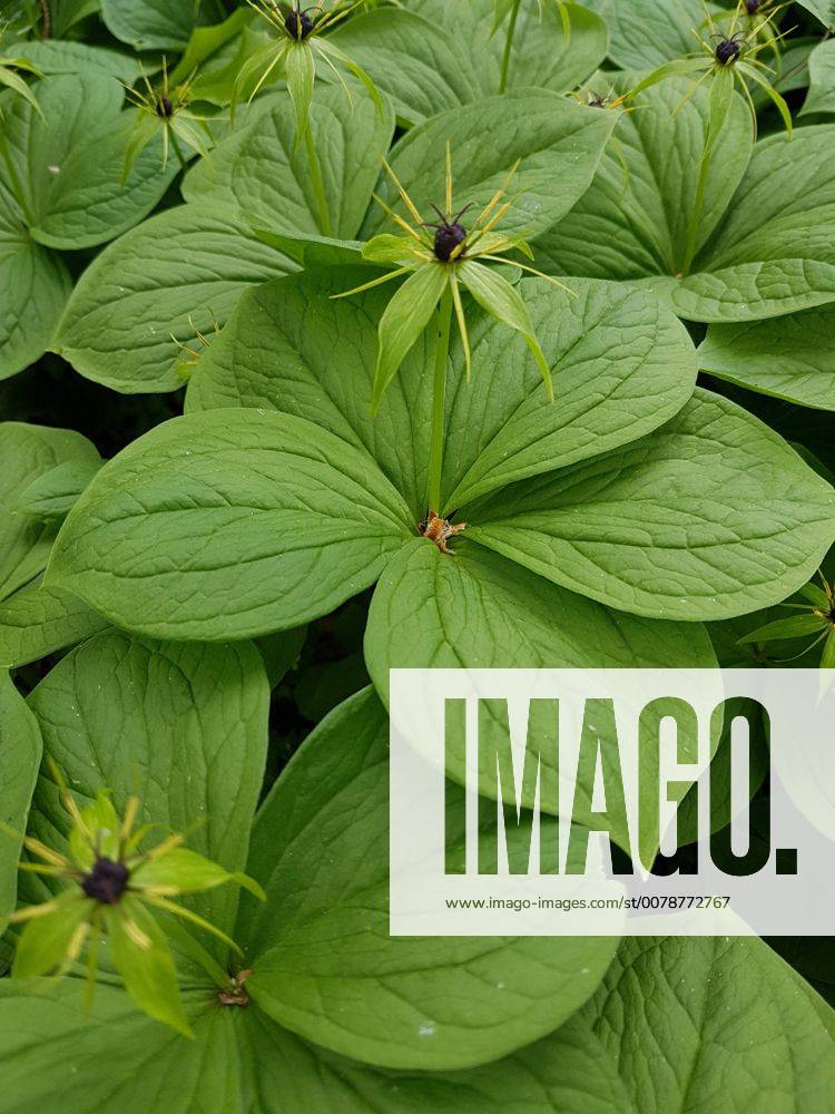 Einbeere; Paris, quadrifolia, Heilpflanze Herb Paris, quadrifolia