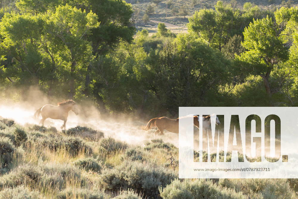 Horses running through dust and sage. Dubois, Wyoming, United States R_GJWM241216-1431560-01