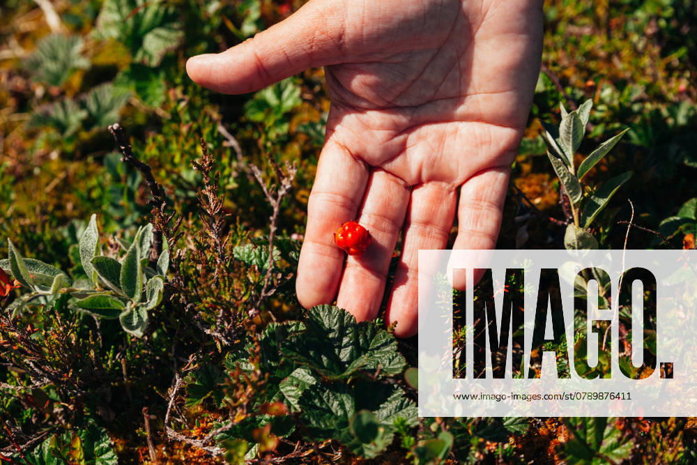 Hand Holding Single Cloudberry Outdoors Sweden, Jamtland County, Åre CR_MGUJ241228-1611027-01