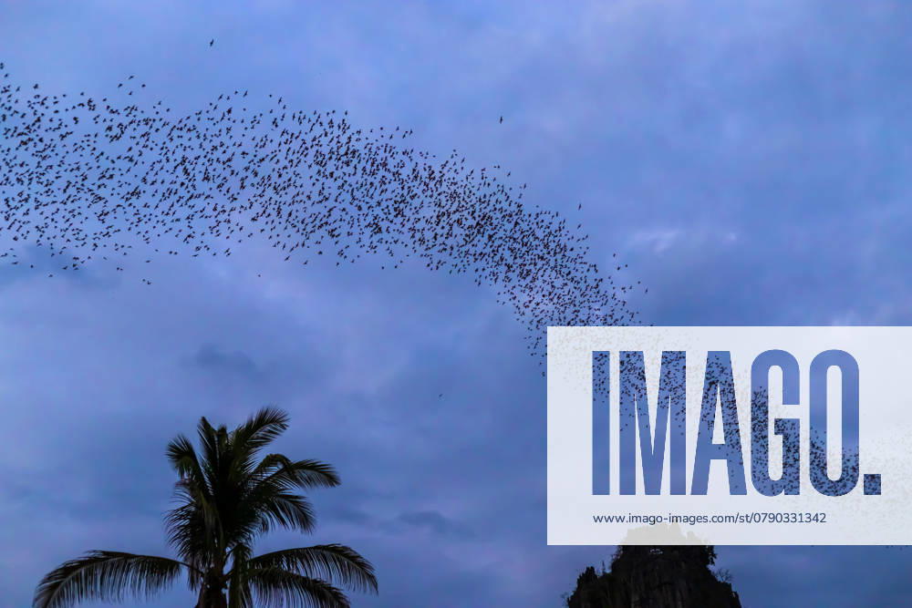 A bat herd is flying for food with twilight sky at evening background. , 37241724.jpg, sky, nature, flock, black, animal, wildlife, herd, swarm, evening, nocturnal, group, mammal, fly, flight, background, lot, bat, pattern, natural, silhouette, wild, twilight, theme, insectivore, cave, park, sunset, national, many, asia, view, beautiful, multitude, horrible, abstract, tropical, golden, wing, sunny, cloud, asian, outdoors, colony, sun, night, sunlight, thailand, landscape, summer, blue RECORD DATE NOT STATED