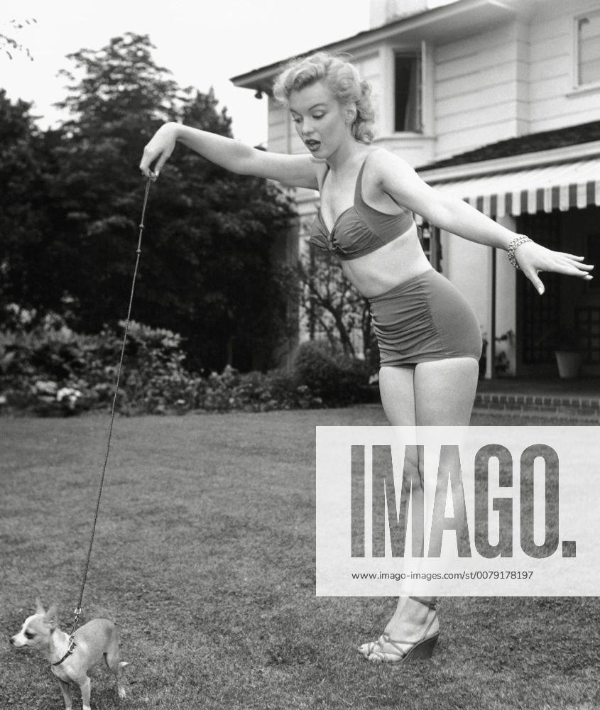 IMAGO ICONS: Marilyn Monroe Marilyn Monroe with Chihuahua, circa 1950. Cinema Publishers Collection Hollywood CA USA