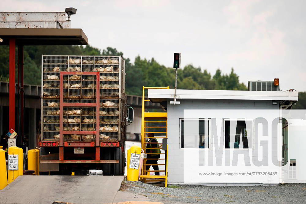 US-NEWS-NC-POULTRY-FARMS-2-CH A truck delivers a load of live chickens to the Tyson Foods processing plant in Monroe, North Carolina. (Alex Slitz The Charlotte Observer TNS)