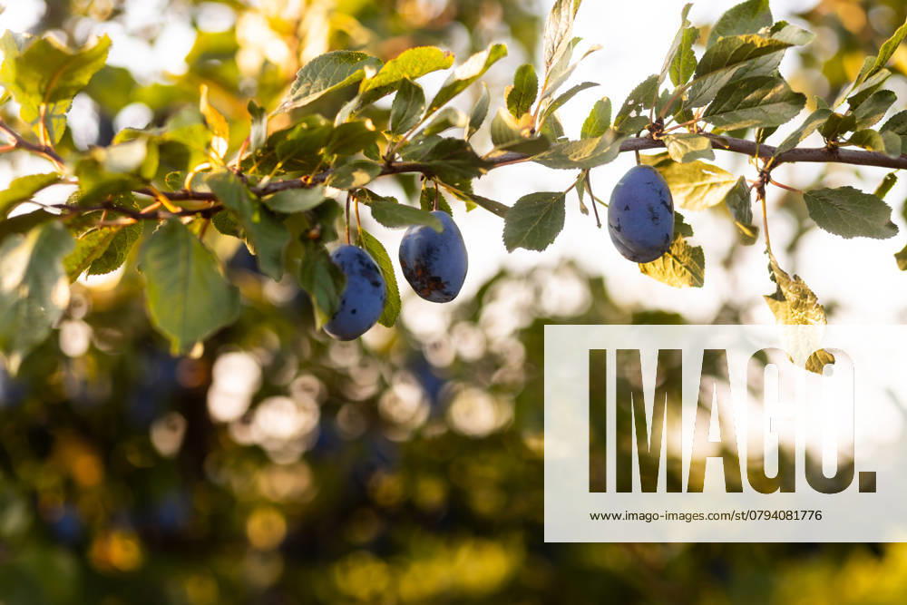IMAGO Creative, Jahreszeit Sommer, Food, Pflaume A close-up view of ripe, blue plums hanging on leafy tree branches in a sunlit orchard The soft afternoon light creates a warm, inviting atmosphere Model Released Ptashkimenko_ID25665_740974_002