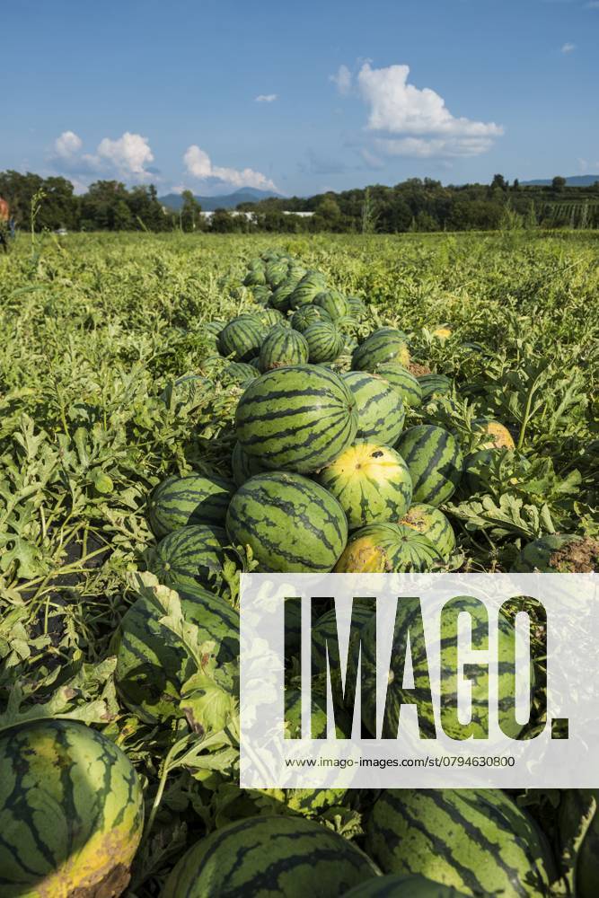 Melonen, Ernte, Wassermelone, bei Bad Krozingen, Markgräflerland, Breisgau, Schwarzwald, Deutschland, Europa Melons, harvest, watermelon, near Bad Krozingen, Markgräflerland, Breisgau, Black Forest, Germany, Europe