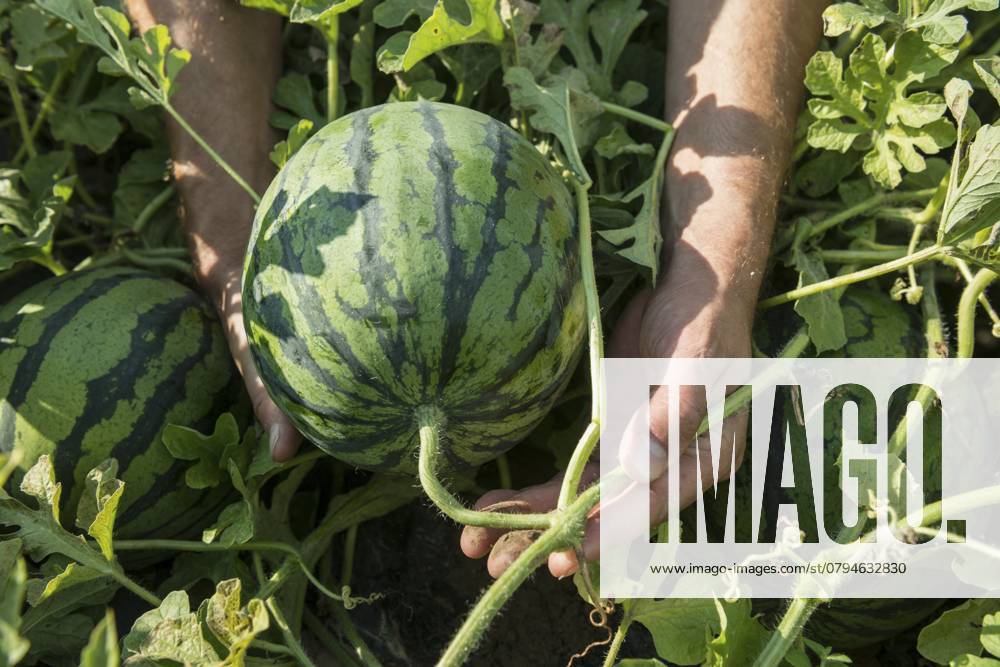 Melonen, Ernte, Wassermelone, bei Bad Krozingen, Markgräflerland, Breisgau, Schwarzwald, Deutschland, Europa Melons, harvest, watermelon, near Bad Krozingen, Markgräflerland, Breisgau, Black Forest, Germany, Europe