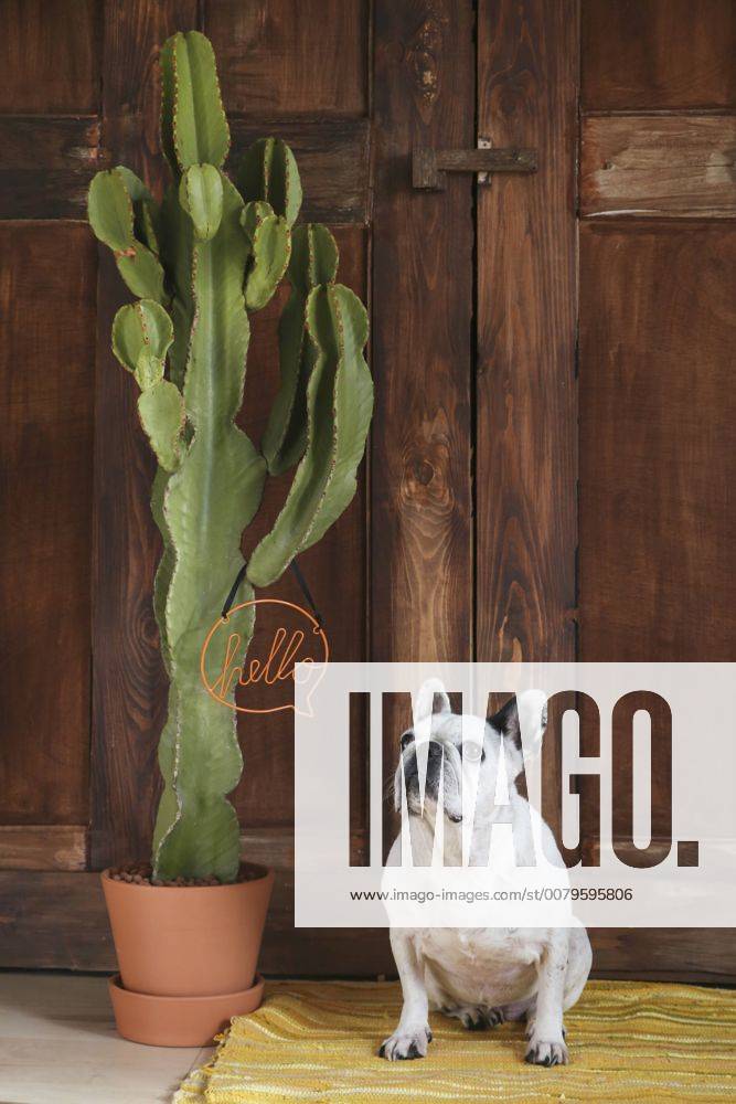 Portrait of French bulldog property released RTBF00899