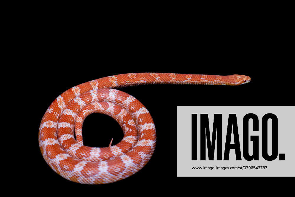 Pink corn Snake, Pantherophis guttatus, isolated on black background , 48452770.jpg, animal, themes, copy, space, creature, cut-out, half, face, horizontal, indoor, isolated, white, no, people, panoramic, reptile, snake, species, studio, shot, vertebrate, background, wild, wildlife, viper, yellow, zoology, herpetology, rat snake, sinister, juvenile, dangerous, colorful, predator, crawling, beauty, endangered, nature, pet, exotic, rain forests, venom, hunter, alive, fauna, reptilian, Pink, corn Snake, Pantherophis guttatus, orange RECORD DATE NOT STATED