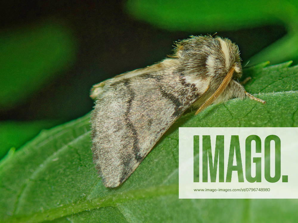 Oak processionary moth, Oaks Processional Moth Thaumetopoea processionea , sits at a Leaf, Side view, Germany Oak Processionary Moth Thaumetopoea processionea , perching ON a leaf, Side view, Germany BLWS719299