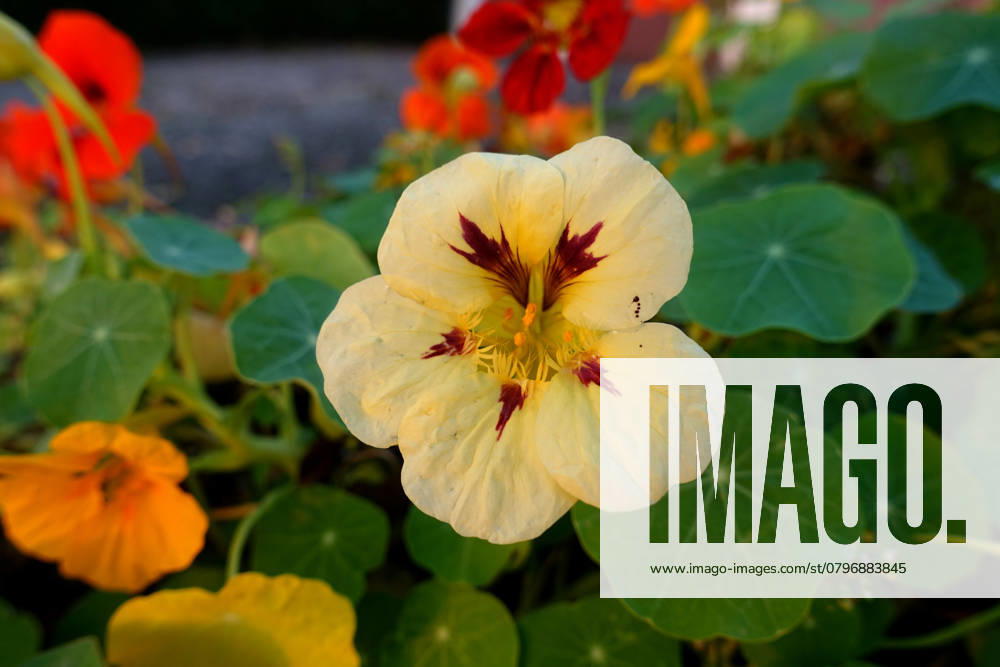 Great Nasturtium, Great Capuchin Cress, Nasturtium, Capuchin Kresse Tropaeolum majus , blueing, Germany, NRW Indian cress, Common nasturtium, Garden nasturtium Tropaeolum majus , blooming, Germany, North Rhine Westphalia BLWS721193