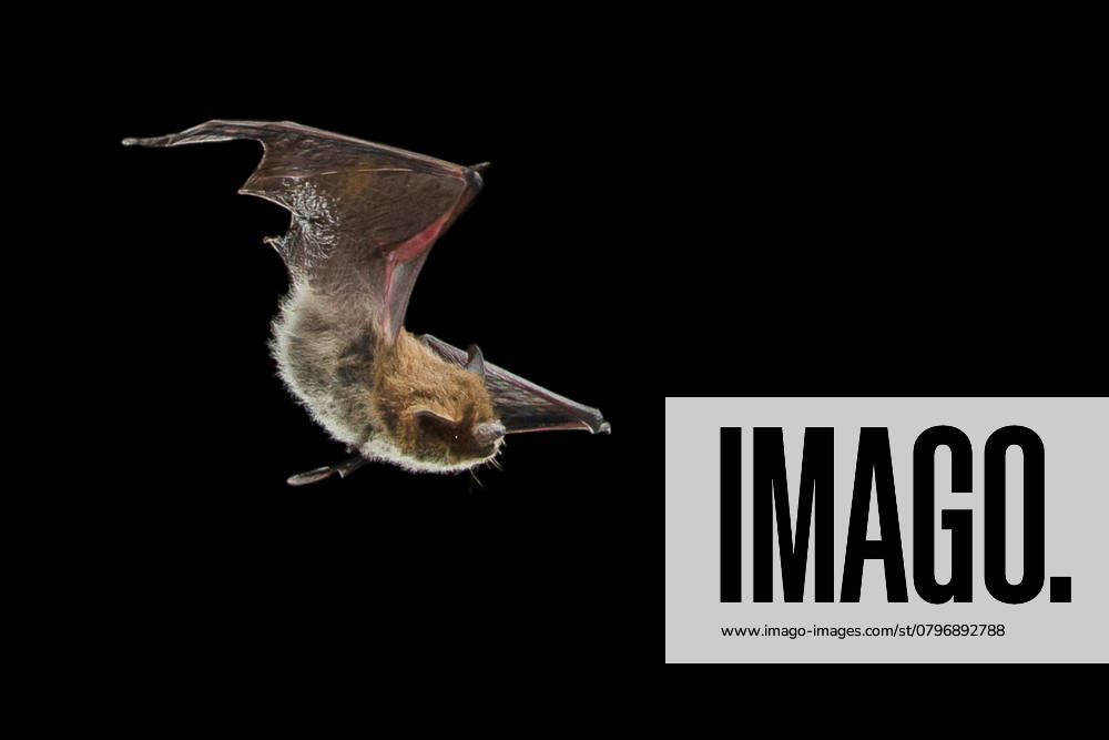 Alpine bat, Alps Bat Hypsugo savii, Pipistrellus savii , at night at Flight at the Hunting, France savi S Pipistrelle Hypsugo savii, Pipistrellus savii , in Flight AT Night while hunting, France BLWS721883
