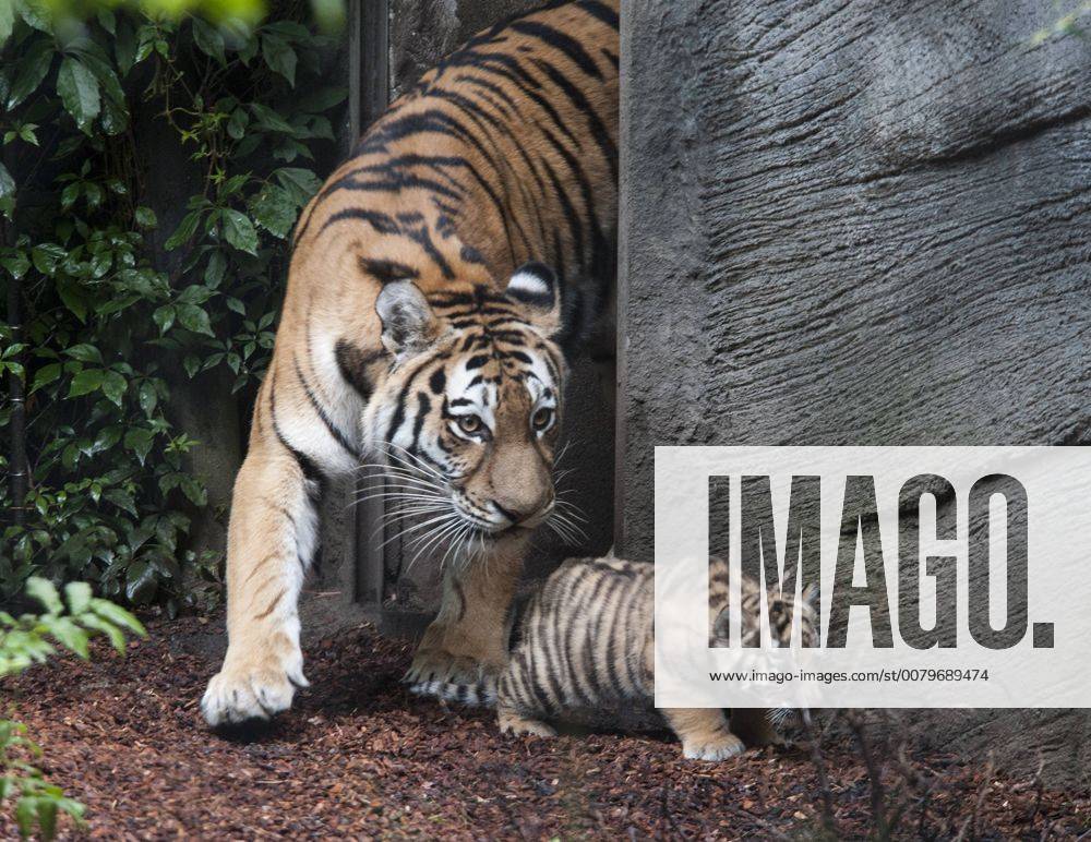 Sensation in Hamburg: Vierlinge bei den Tigern 03.08.2017, Hamburg, Tierpark Hagenbeck, im Bild: Sensation in Hamburg Vierlinge bei den Sibirischen Tigern im Tierpark Hagenbeck, Tigerdame Maruschka stellte heute ihren Wurf der Öffentlcihkeit vor Â