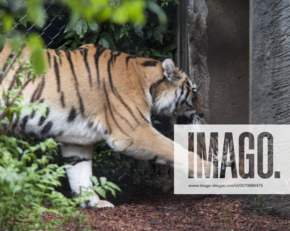 Sensation in Hamburg: Vierlinge bei den Tigern 03.08.2017, Hamburg, Tierpark Hagenbeck, im Bild: Sensation in Hamburg Vierlinge bei den Sibirischen Tigern im Tierpark Hagenbeck, Tigerdame Maruschka stellte heute ihren Wurf der Öffentlcihkeit vor Â
