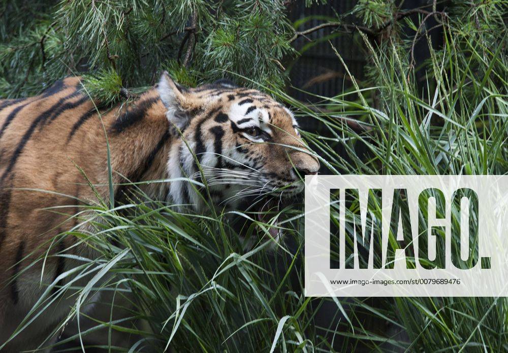Sensation in Hamburg: Vierlinge bei den Tigern 03.08.2017, Hamburg, Tierpark Hagenbeck, im Bild: Sensation in Hamburg Vierlinge bei den Sibirischen Tigern im Tierpark Hagenbeck, Tigerdame Maruschka stellte heute ihren Wurf der Öffentlcihkeit vor Â