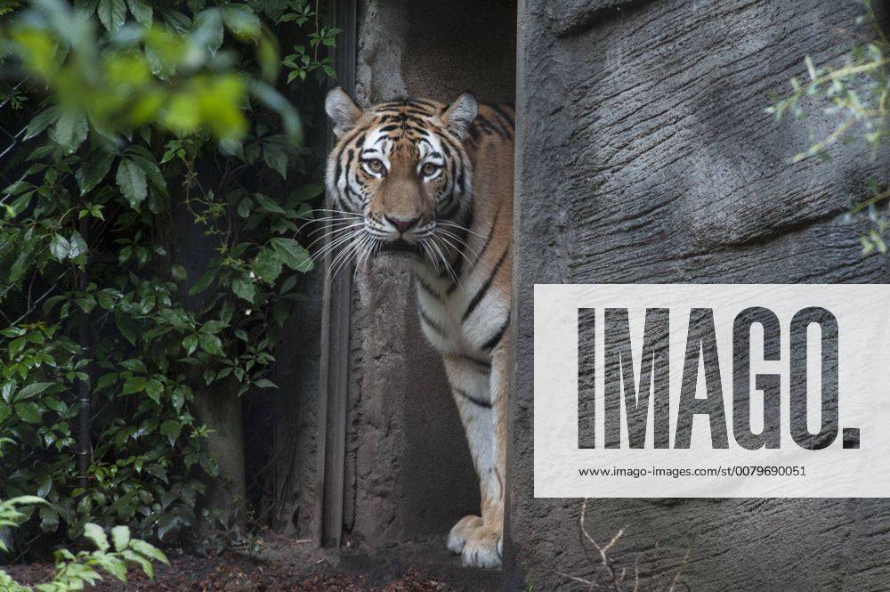Sensation in Hamburg: Vierlinge bei den Tigern 03.08.2017, Hamburg, Tierpark Hagenbeck, im Bild: Sensation in Hamburg Vierlinge bei den Sibirischen Tigern im Tierpark Hagenbeck, Tigerdame Maruschka stellte heute ihren Wurf der Öffentlcihkeit vor Â