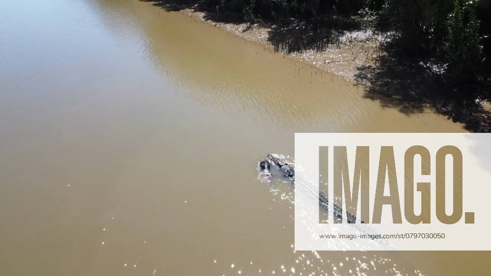 VIDEO: Family heartbroken as drone captures crocodile swimming down river with their pet dog in its mouth CONTENT WARNING: CONTAINS PICTURES AND VIDEO THAT COULD CAUSE DISTRESS Story from Jam Press (Croc Kills Dog) Pictured: Video grab - Drone captures a crocodile in the river while carrying a pet dog in its mouth. VIDEO: Family heartbroken as drone captures crocodile swimming down river with their pet dog in its mouth A family has been left heartbroken after a crocodile was spotted swimming down a river while carrying their pet dog in its mouth. Minco de Bruin captured shocking drone footage of the heartbreaking moment. He was sitting in his van at the river s edge when he heard a large splash and spotted a giant tail sticking out of