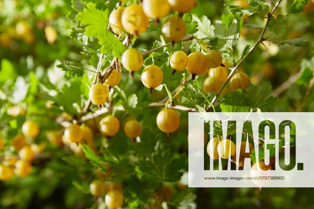 Stachelbeeren sind reife Beeren von gelben Stachelbeeren und grünen Blättern, die im Garten wachsen. Ernten Stachelbeeren sind reife Beeren von gelben Stachelbeeren und grünen Blättern, die im Garten wachsen. Ernten