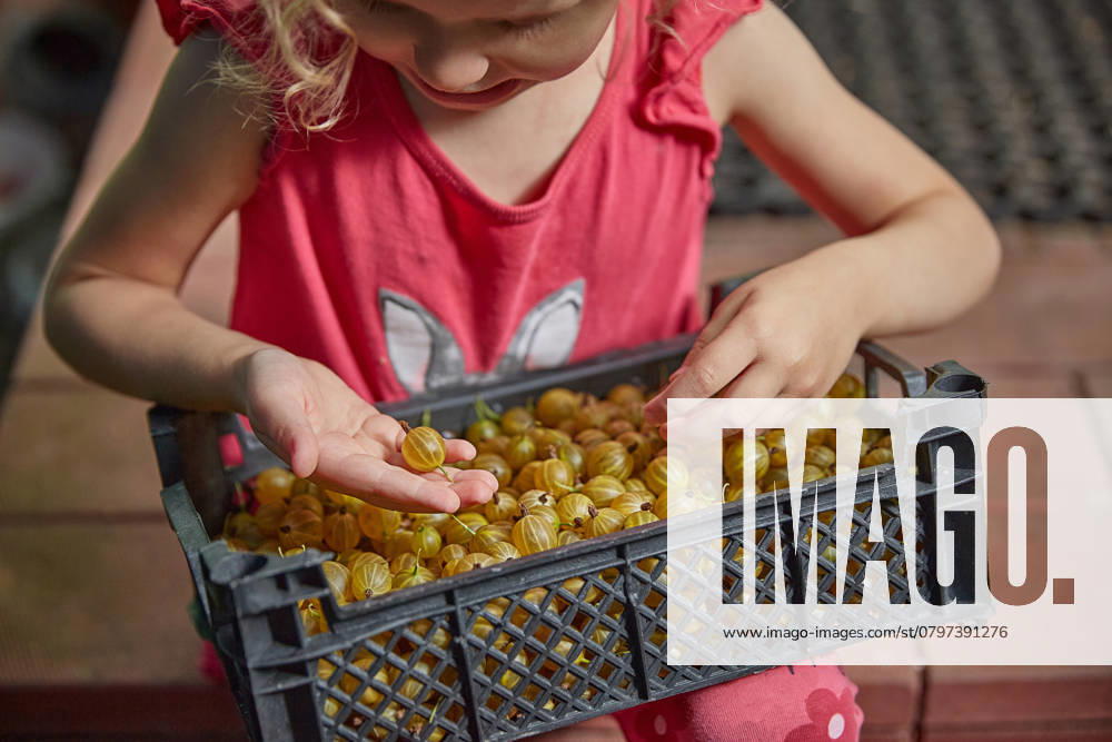 Das Mädchen sortiert Stachelbeeren in einer Kiste. Das Konzept des Erntens. The girl is sorting gooseberry berries in a box. The concept of harvesting ,model released, Symbolfoto
